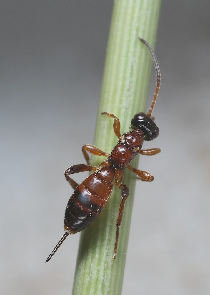 Theroscopus esenbeckii (Theroscopus esenbeckii)