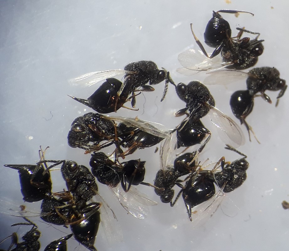 Eurytoma robusta (Eurytoma robusta)