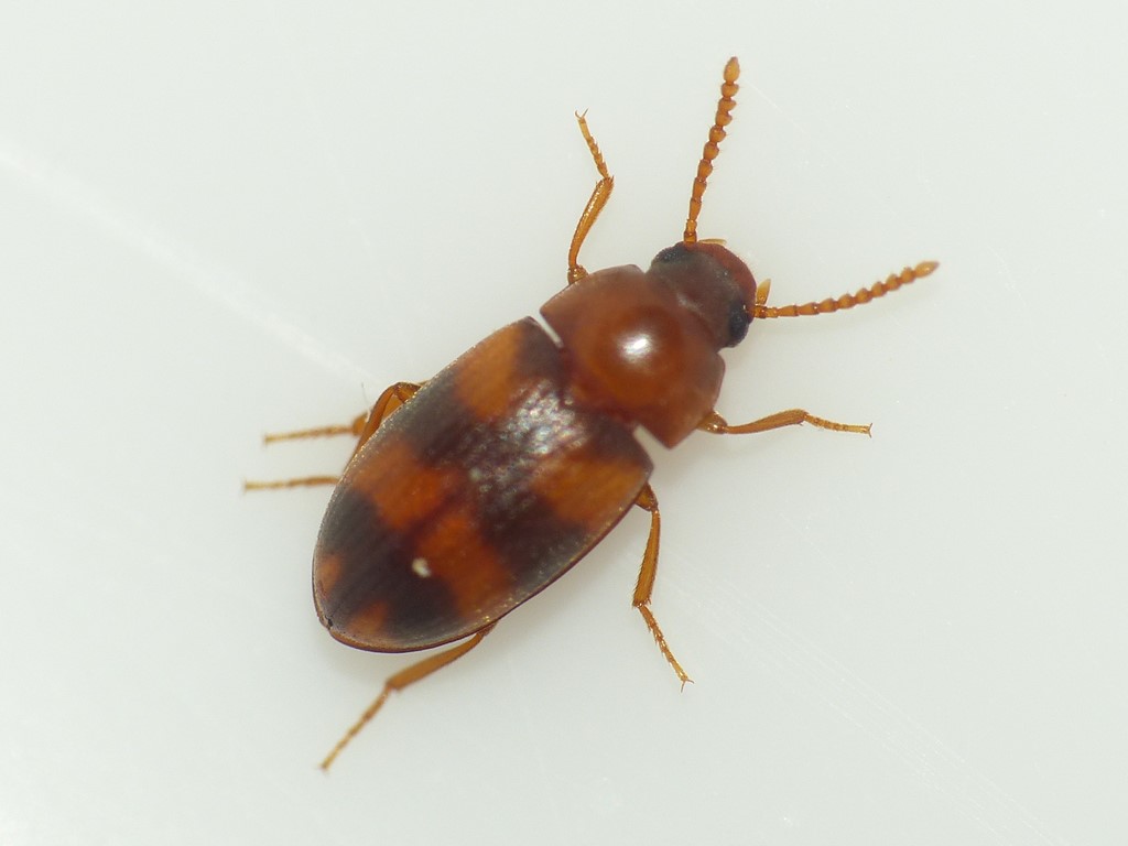 Kompostskyggebille (Alphitophagus bifasciatus)