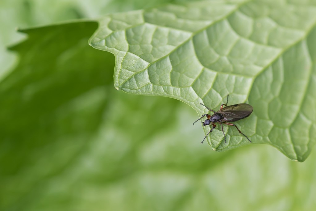 Bibio pomonae (Bibio pomonae)