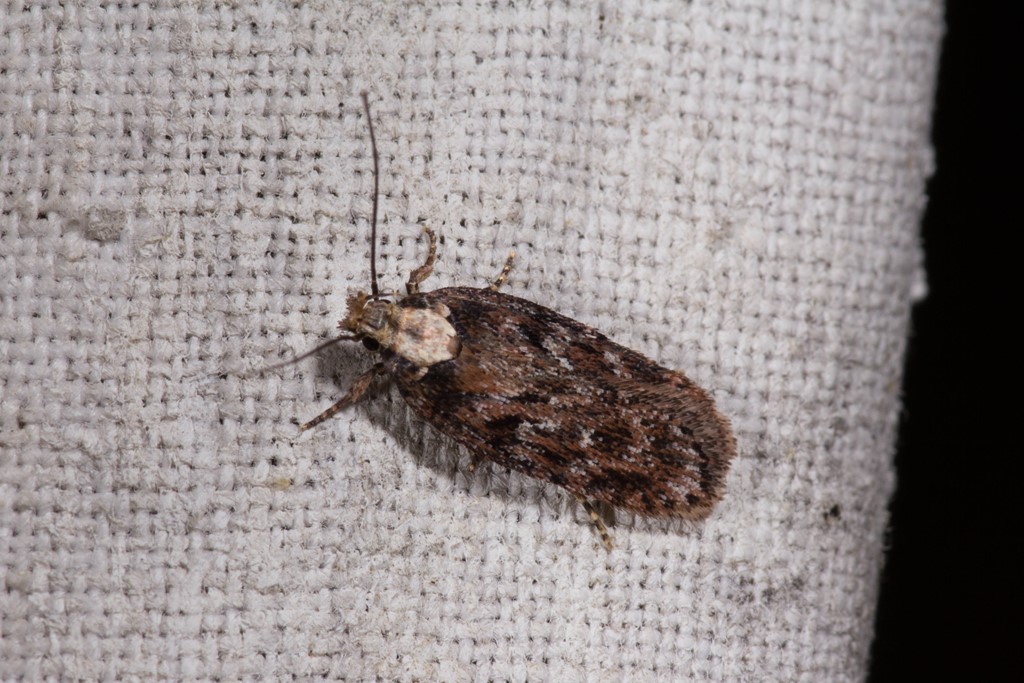 Depressaria pulcherrimella (Depressaria pulcherrimella)