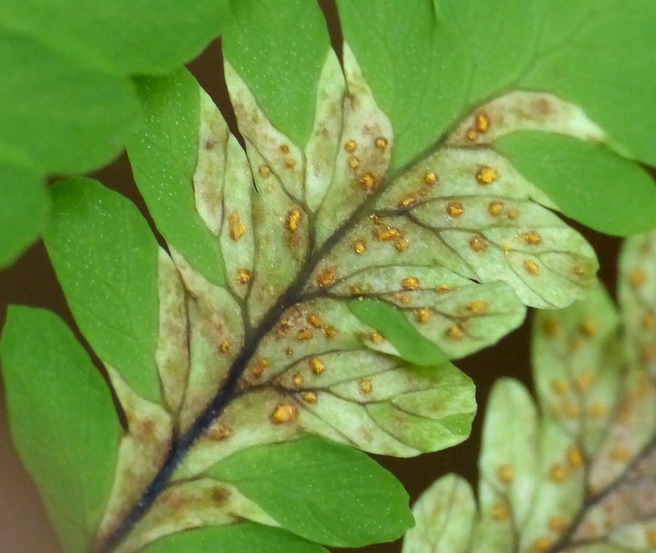 Hyalopsora aspidiotus (Hyalopsora aspidiotus)