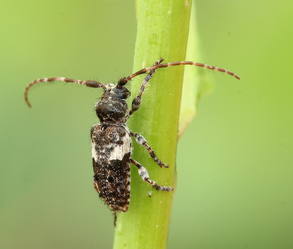 Nålegråbuk (Pogonocherus fasciculatus)
