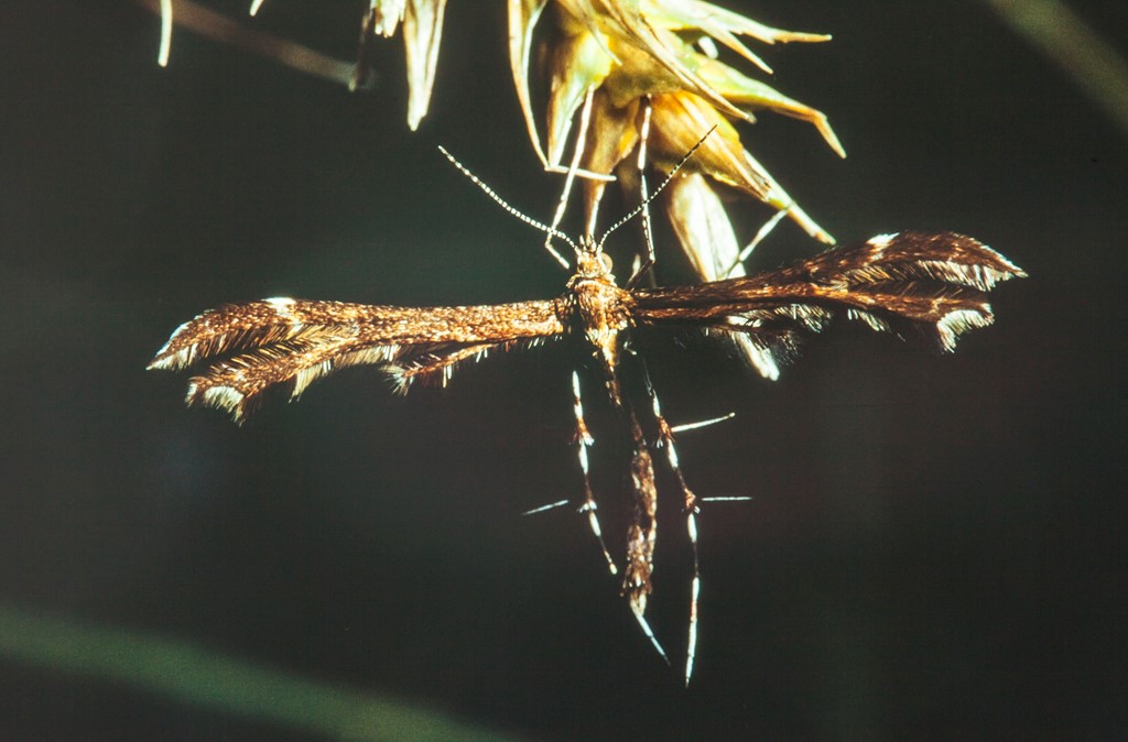 Oxyptilus ericetorum (Oxyptilus ericetorum)
