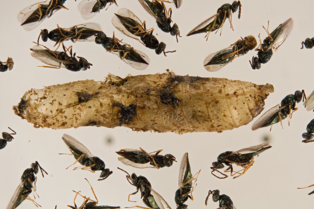 Tetrastichus legionarius (Tetrastichus legionarius)