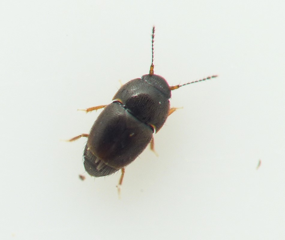 Acrotrichis grandicollis (Acrotrichis grandicollis)