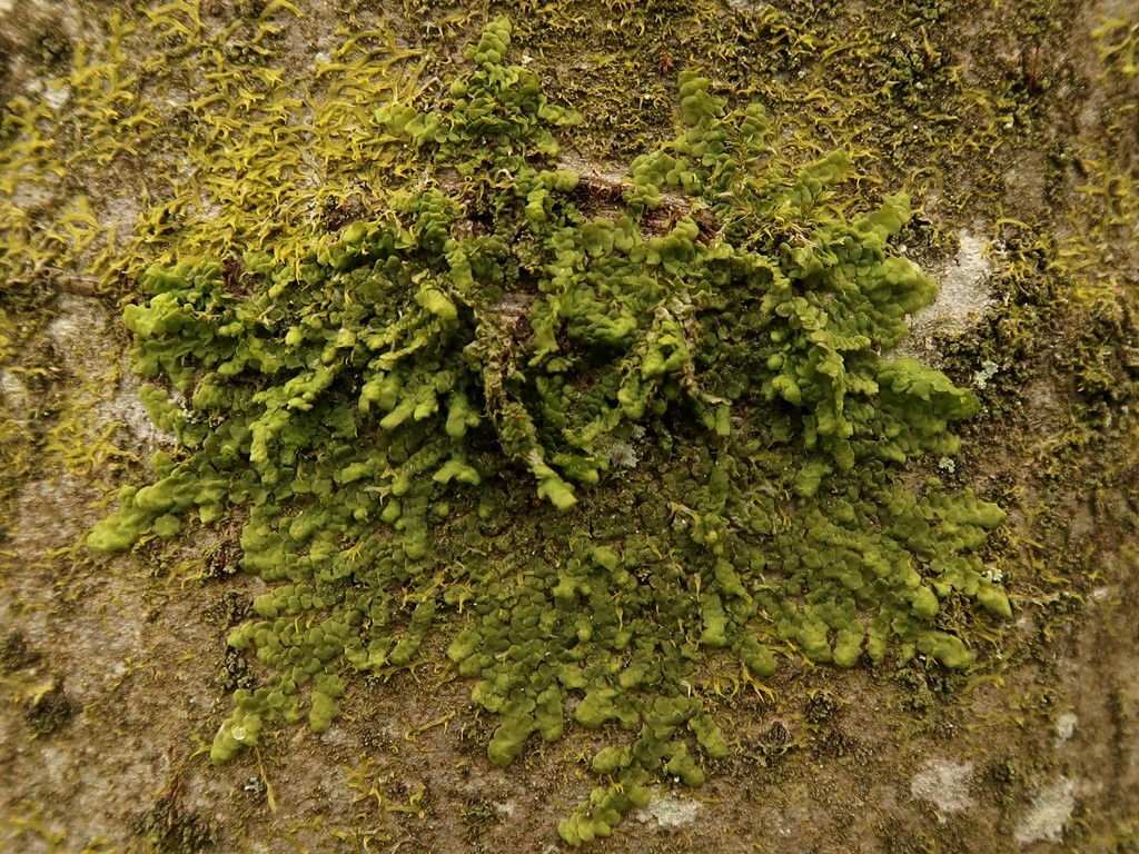 Sækmos sp. (Calypogeia sp.)