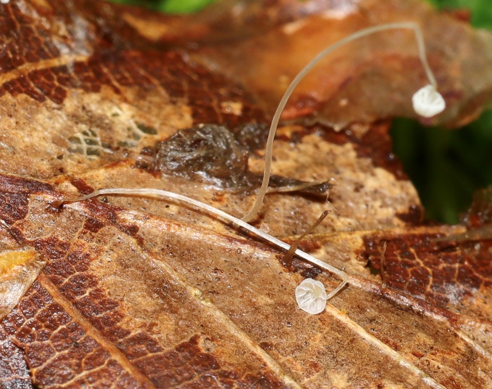 Egeblads-Huesvamp (Mycena polyadelpha)