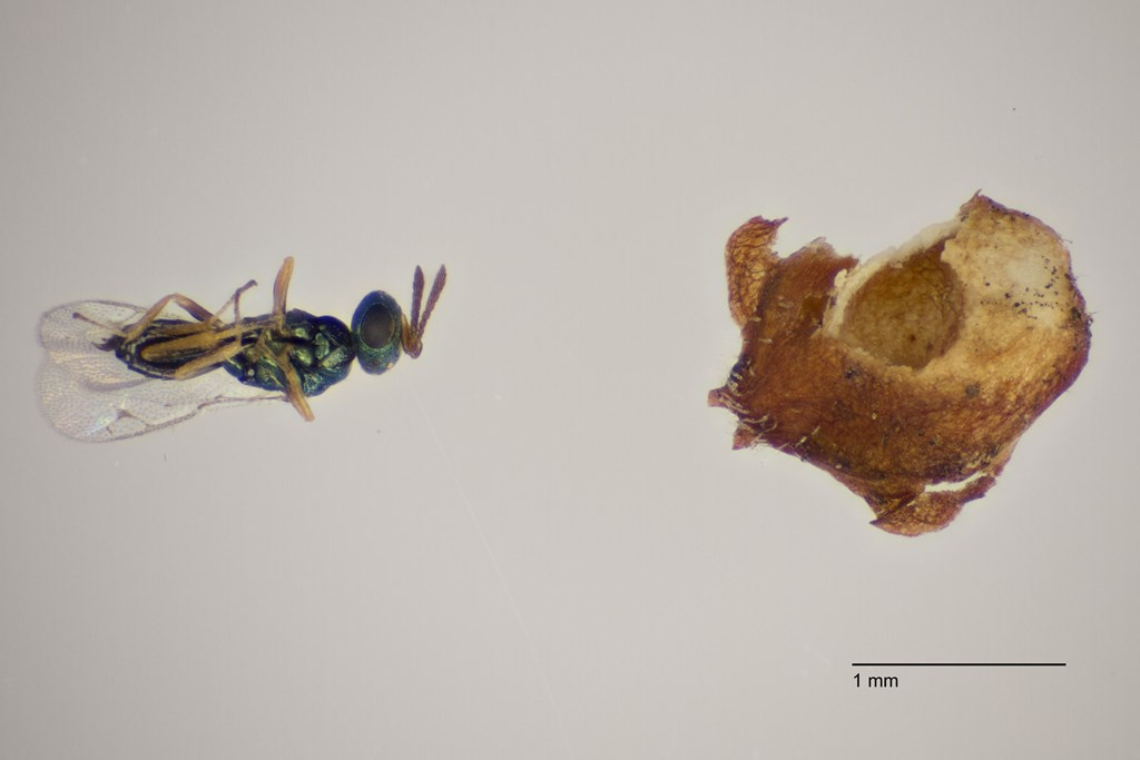 Psilonotus achaeus (Psilonotus achaeus)