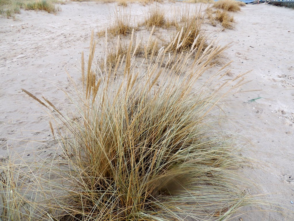 Sand-Hjælme (Ammophila arenaria)