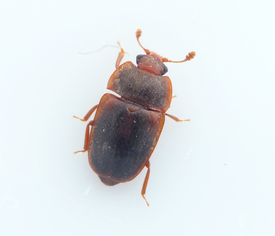Epuraea rufomarginata (Epuraea rufomarginata)