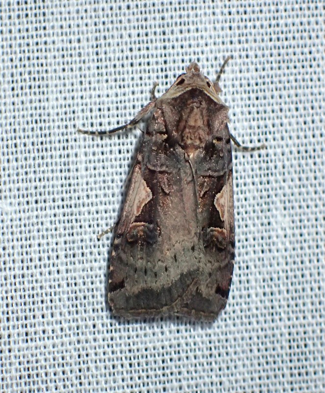 Det Sorte C (Xestia c-nigrum)