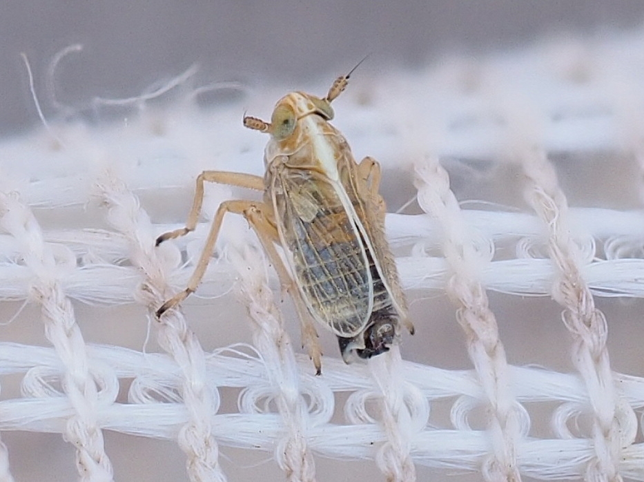 Unkanodes excisa (Unkanodes excisa)