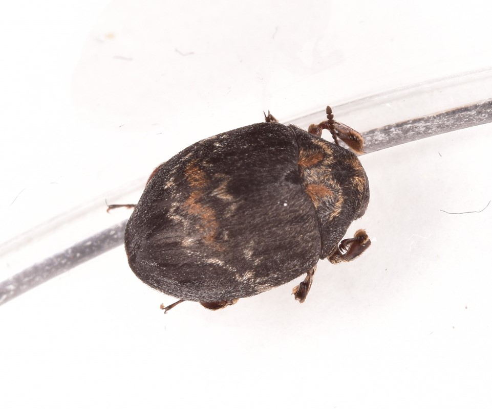 Byrrhus pustulatus (Byrrhus pustulatus)