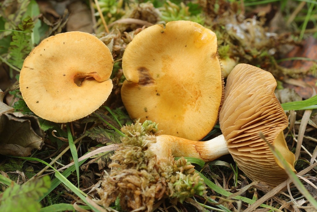Cortinarius illibatus (Cortinarius illibatus)