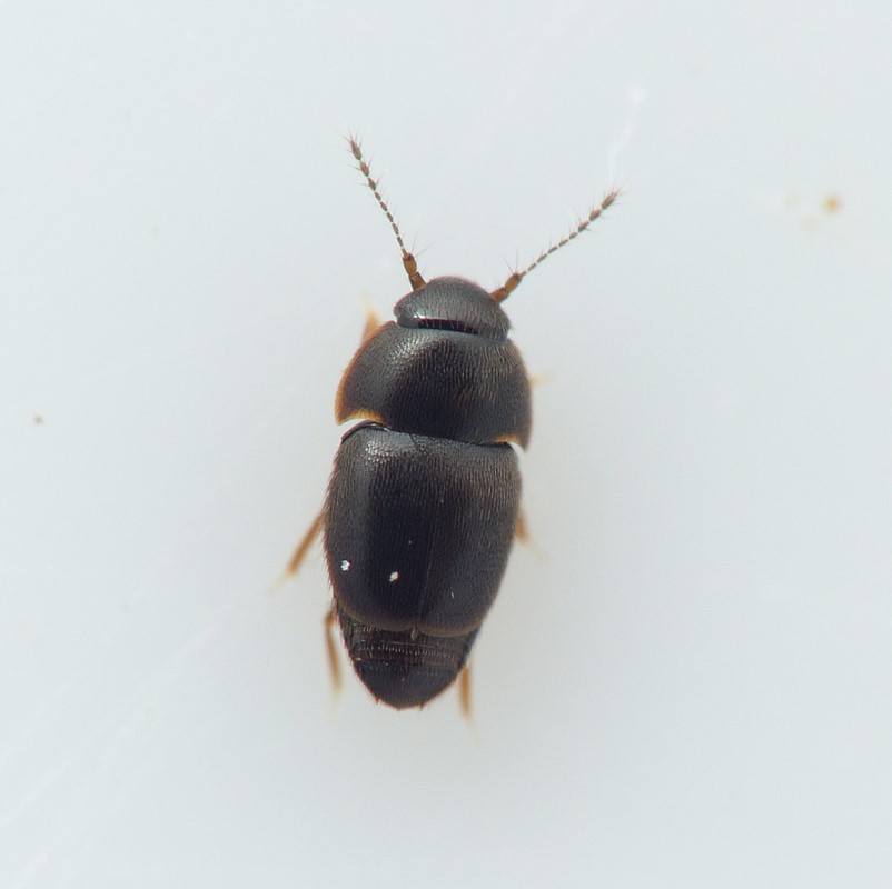 Acrotrichis sitkaensis (Acrotrichis sitkaensis)