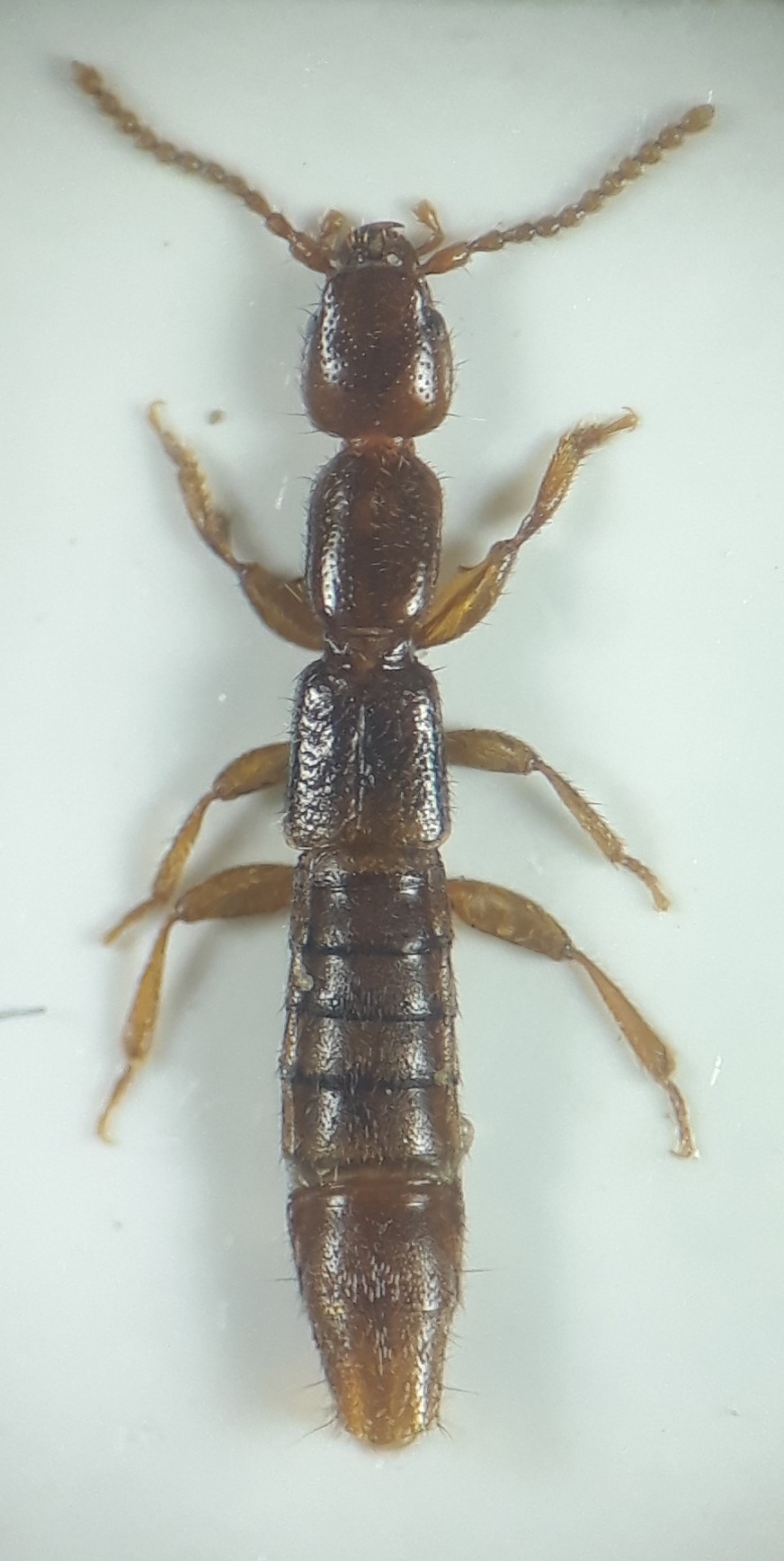 Lathrobium dilutum (Lathrobium dilutum)