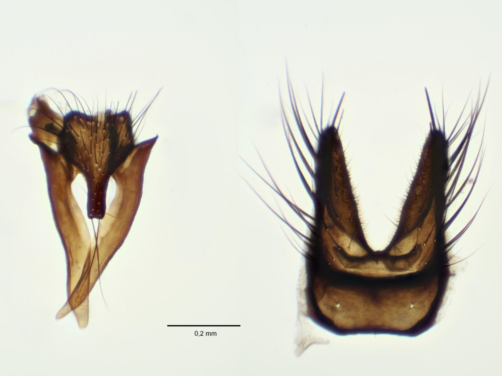 Delia lineariventris (Delia lineariventris)