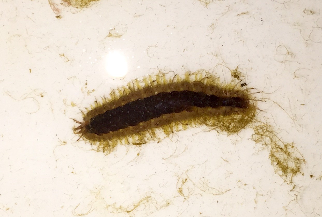 Variabel Skælryg (Harmothoe imbricata)