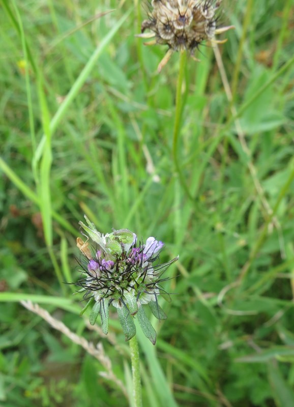 Aceria squalida (Aceria squalida)