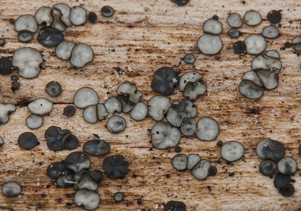 Sorthvid Gråskive (Mollisia melaleuca)