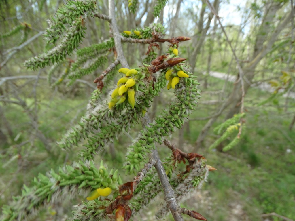 Taphrina johansonii (Taphrina johansonii)