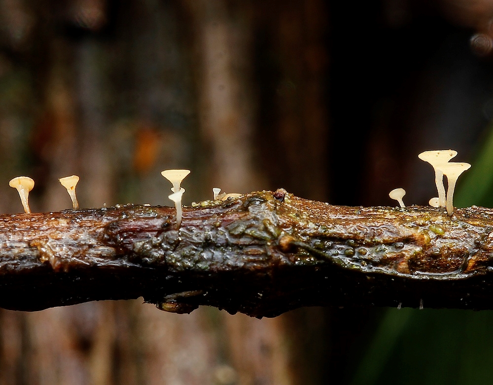 Hymenoscyphus menthae (Hymenoscyphus menthae)