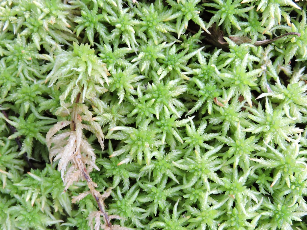 Stribet Tørvemos (Sphagnum affine)