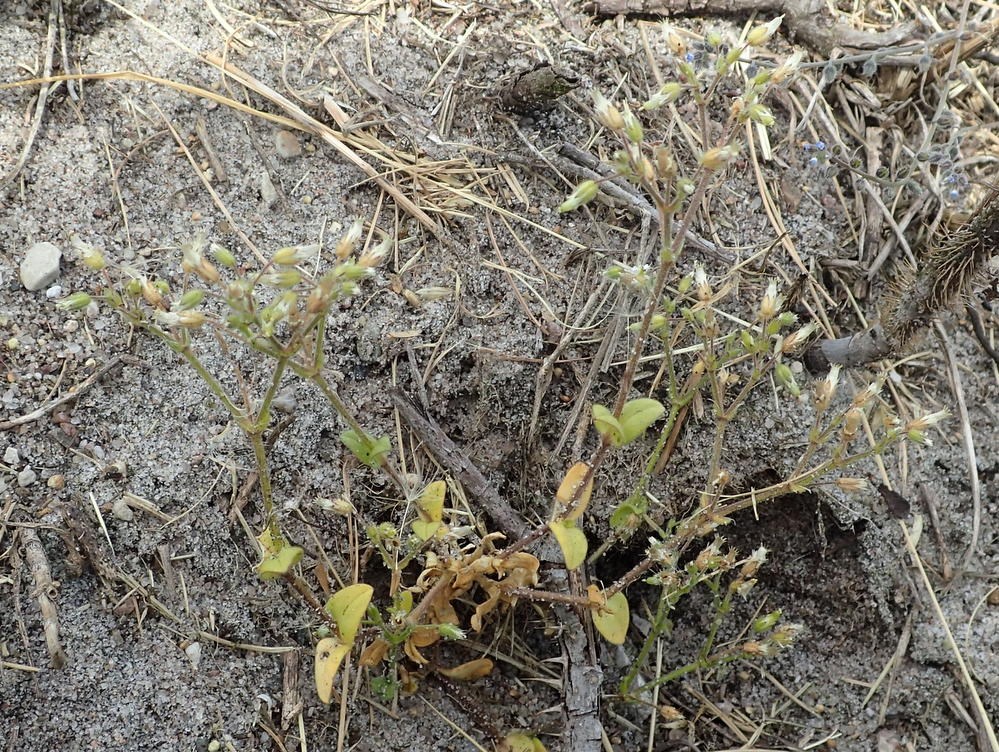 Cerastium glutinosum x semidecandrum (Cerastium glutinosum x semidecandrum)