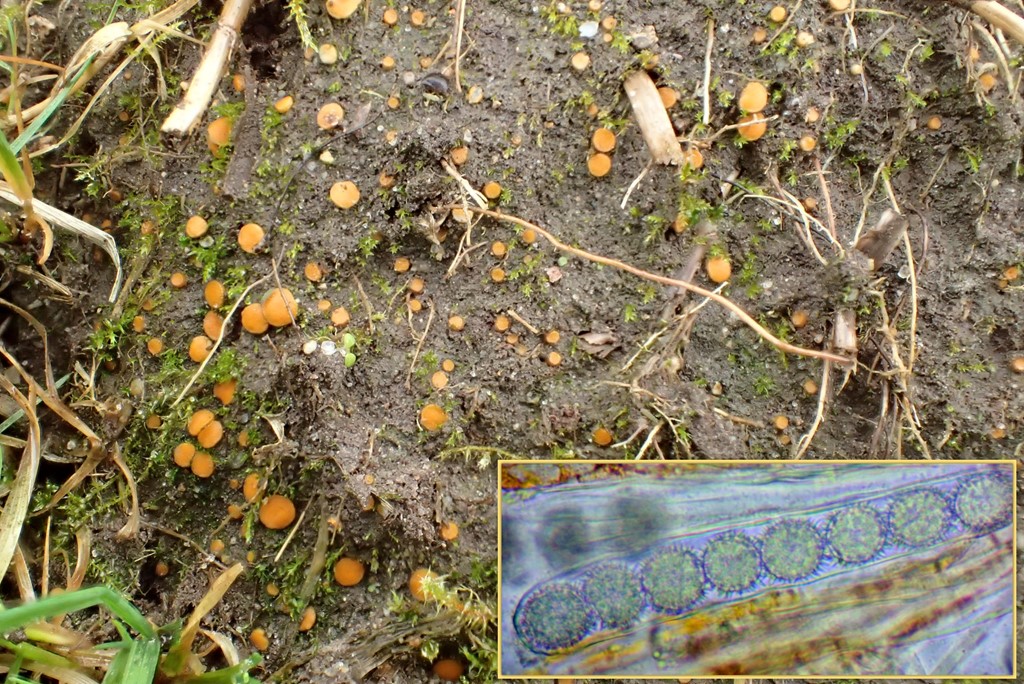 Ramsbottomia crechqueraultii (Ramsbottomia crechqueraultii)