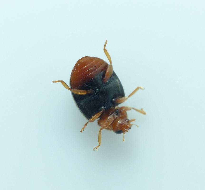 Scymnus ferrugatus (Scymnus ferrugatus)