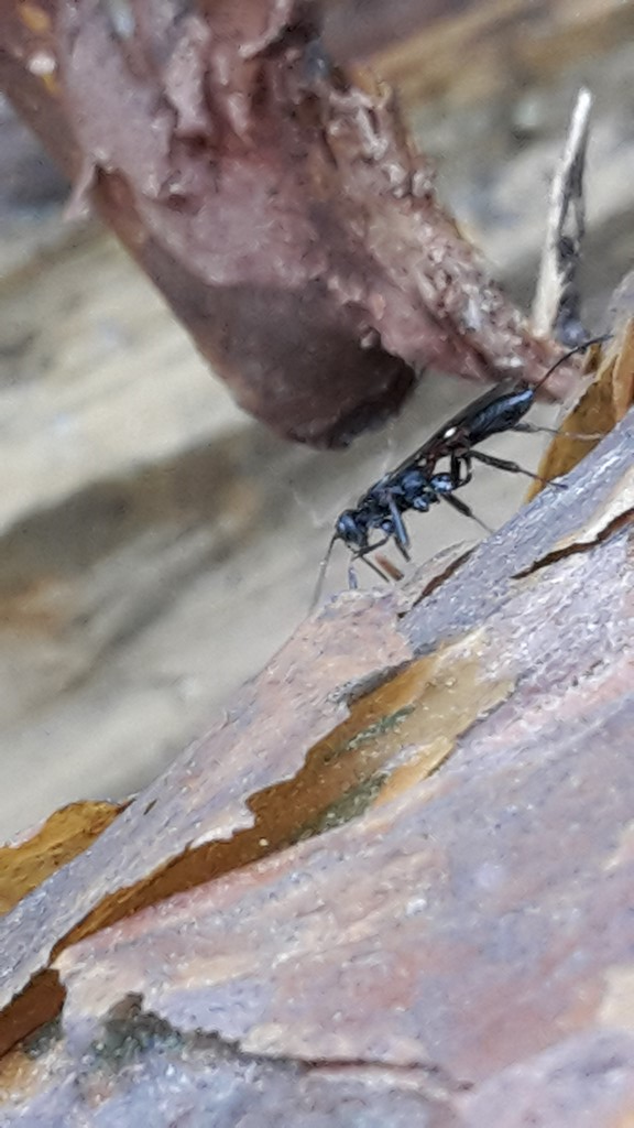 Xoridinae ubest. (Xoridinae indet.)