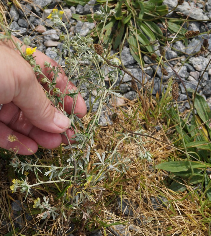 Fliget Sølv-Potentil (Potentilla argentea var. dissecta)