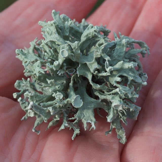 Tue-Grenlav (Ramalina fastigiata)