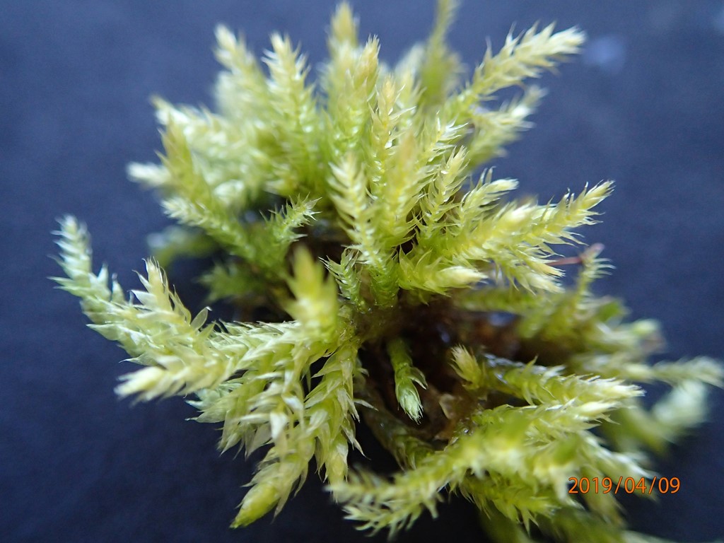 Skov-Kortkapsel (Brachythecium salebrosum)