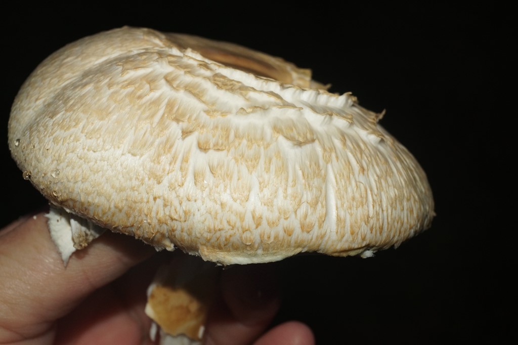 Agerhøne-Champignon (Agaricus phaeolepidotus)
