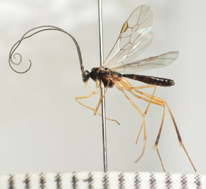 Macrocentrus nitidus (Macrocentrus nitidus)