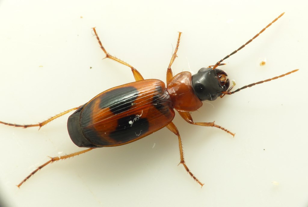 Pragtsumpløber (Badister unipustulatus)