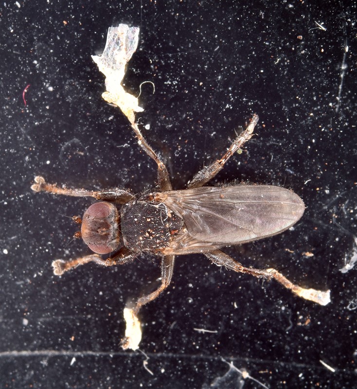 Orygma luctuosum (Orygma luctuosum)