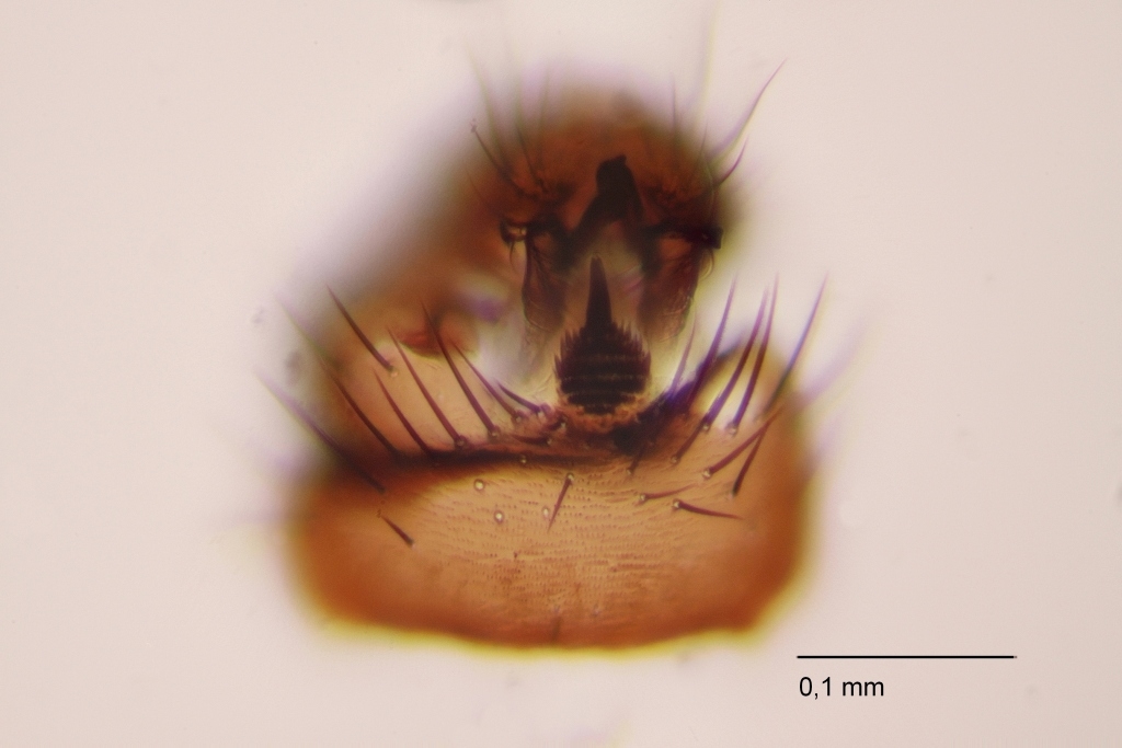 Minilimosina bicuspis (Minilimosina bicuspis)