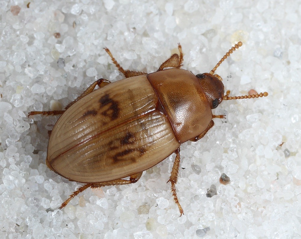Strandskyggebille (Phaleria cadaverina)
