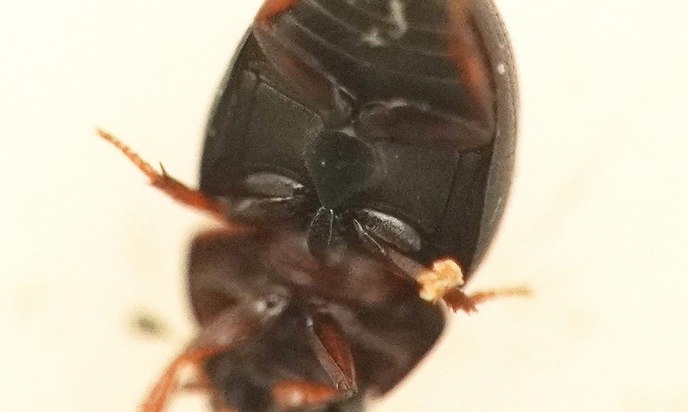 Cercyon convexiusculus (Cercyon convexiusculus)
