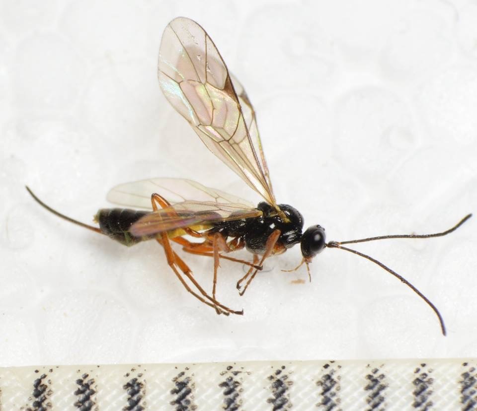 Allomacrus arcticus (Allomacrus arcticus)