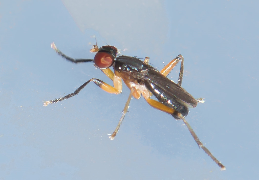 Pteromicra angustipennis (Pteromicra angustipennis)