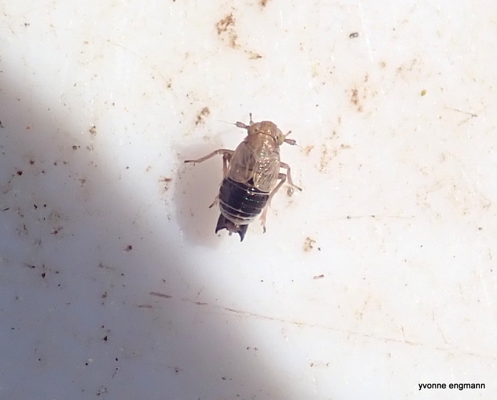 Acanthodelphax denticauda (Acanthodelphax denticauda)