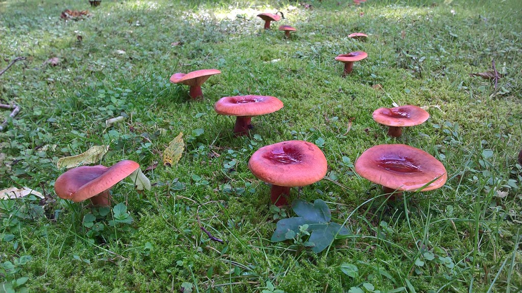 Ræve-Mælkehat (Lactarius fulvissimus)