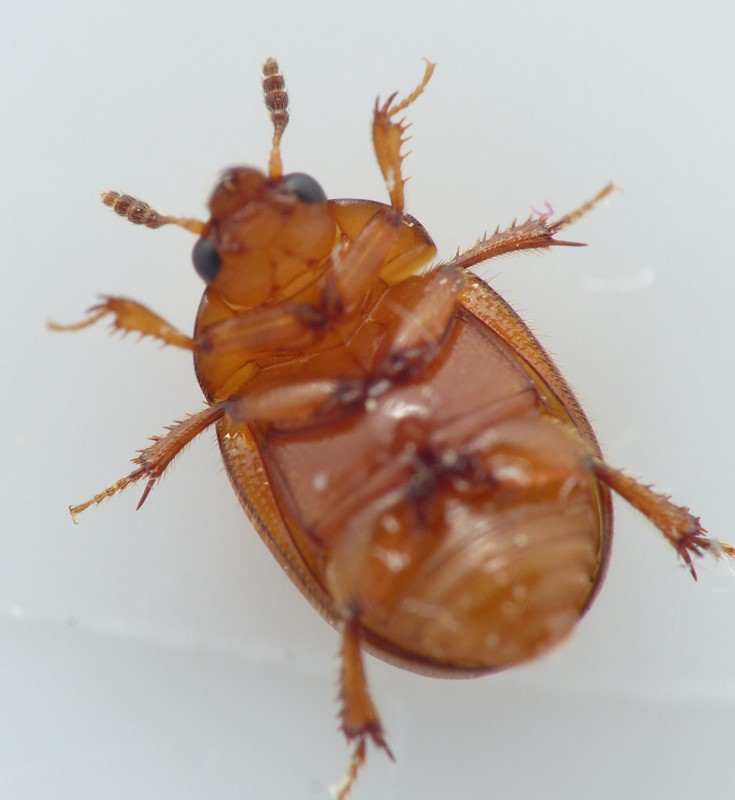 Leiodes ciliaris (Leiodes ciliaris)