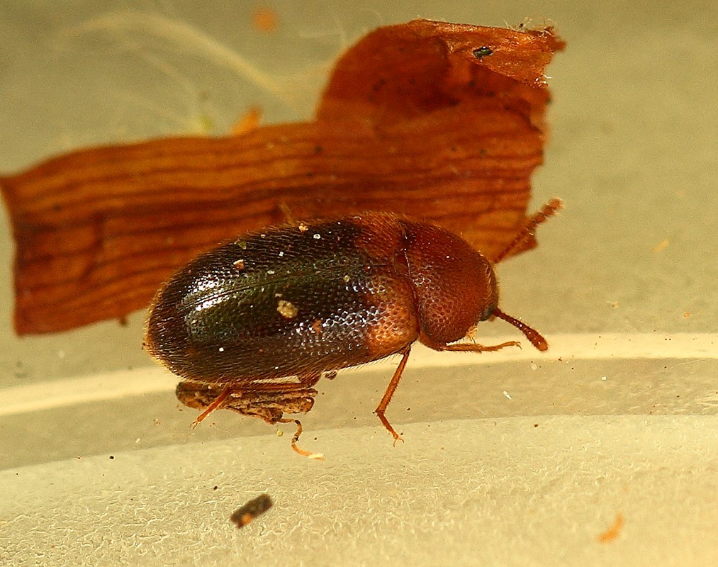 Triphyllus bicolor (Triphyllus bicolor)