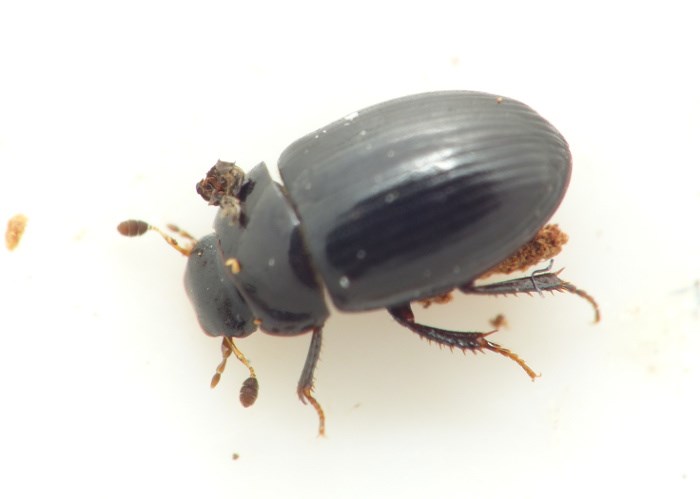 Tangvandkær (Cercyon littoralis)