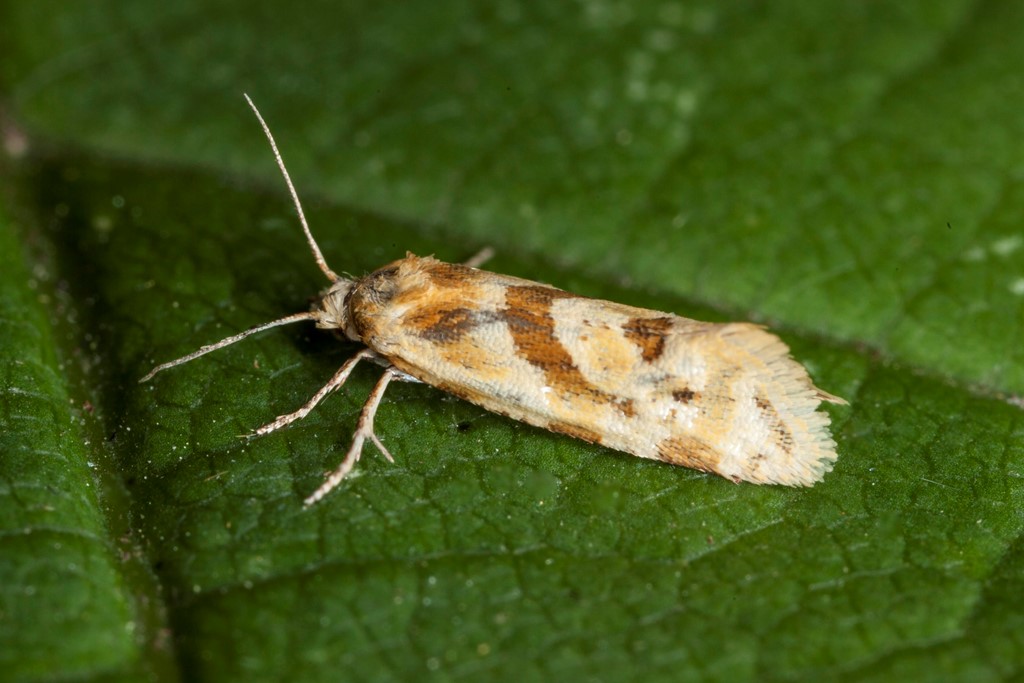 Aethes kindermanniana (Aethes kindermanniana)